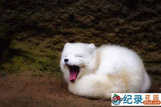 探索频道宇宙探索纪录片《NASA秘密档案 NASA’s Unexplained Files》第1季全7集中字 纪录片解说素材百度云盘下载 1080/MP4/17.3G插图2 探索频道宇宙探索纪录片《NASA秘密档案 NASA’s Unexplained Files》第1季全7集中字 纪录片解说素材百度云盘下载 1080/MP4/17.3G