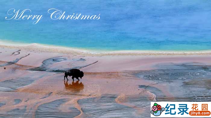 PBS自然生态纪录片《黄石的圣诞 Christmas in Yellowstone》全1集 720P/1080i高清纪录片资源百度云盘下载插图 PBS自然生态纪录片《黄石的圣诞 Christmas in Yellowstone》全1集 720P/1080i高清纪录片资源百度云盘下载