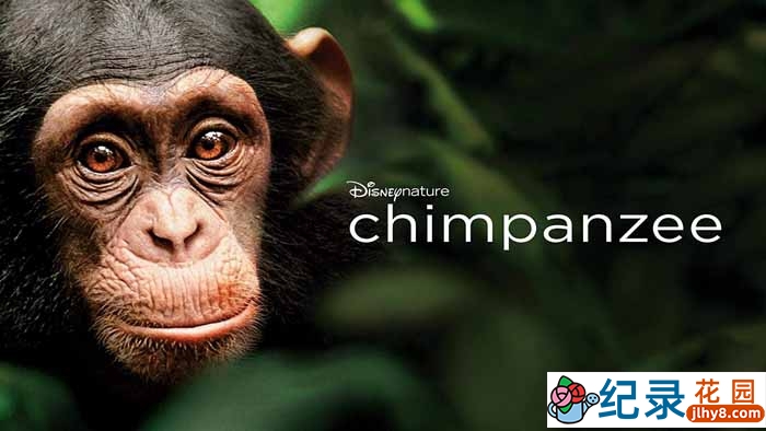 迪士尼自然生物纪录片《黑猩猩 Chimpanzee 2012》全1集 720P/1080i高清纪录片资源百度云盘下载插图 迪士尼自然生物纪录片《黑猩猩 Chimpanzee 2012》全1集 720P/1080i高清纪录片资源百度云盘下载