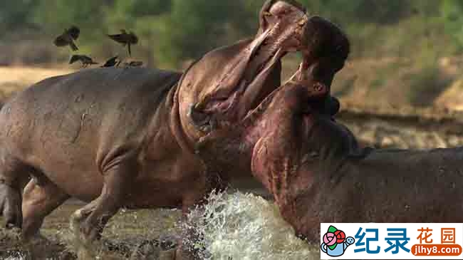 BBC自然生态纪录片《非洲 Africa》全6集 720P/1080i高清纪录片资源百度云盘下载插图1 BBC自然生态纪录片《非洲 Africa》全6集 720P/1080i高清纪录片资源百度云盘下载