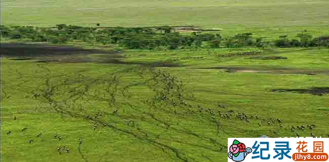 BBC自然生态纪录片《东非大裂谷 美丽的非洲心脏 The Great Rift: Africa’s Wild Heart》全3集 720P/1080i高清纪录片资源百度云盘下载插图1 BBC自然生态纪录片《东非大裂谷 美丽的非洲心脏 The Great Rift: Africa’s Wild Heart》全3集 720P/1080i高清纪录片资源百度云盘下载