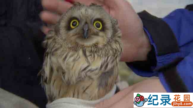 BBC自然人文纪录片《美丽中国 Wild China 2008》全6集 720P/1080i高清纪录片资源百度云盘下载插图2 BBC自然人文纪录片《美丽中国 Wild China 2008》全6集 720P/1080i高清纪录片资源百度云盘下载