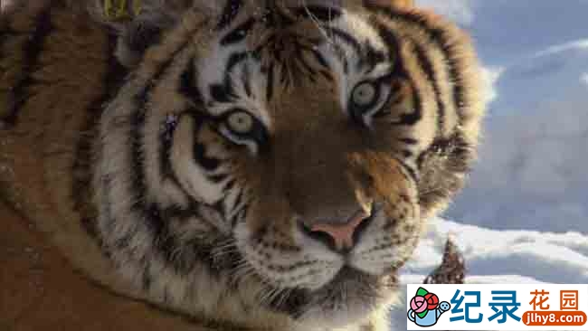 BBC自然人文纪录片《美丽中国 Wild China 2008》全6集 720P/1080i高清纪录片资源百度云盘下载插图3 BBC自然人文纪录片《美丽中国 Wild China 2008》全6集 720P/1080i高清纪录片资源百度云盘下载