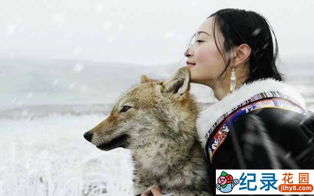 自然人文纪录片《重返狼群 Return To The Wolves》全1集 720P/1080i高清纪录片百度云下载插图 自然人文纪录片《重返狼群 Return To The Wolves》全1集 720P/1080i高清纪录片百度云下载