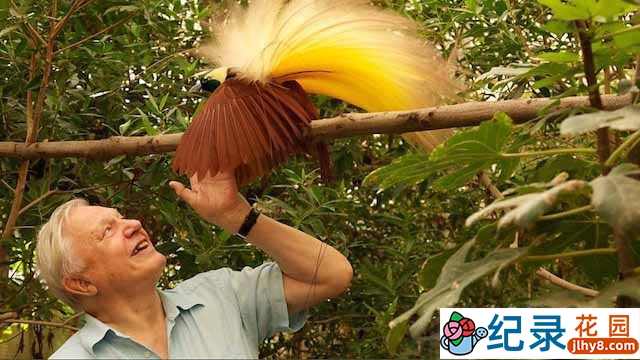 BBC自然生态纪录片《鸟的天堂 Attenborough in Paradise》全7集 标清纪录片百度云下载插图 BBC自然生态纪录片《鸟的天堂 Attenborough in Paradise》全7集 标清纪录片百度云下载