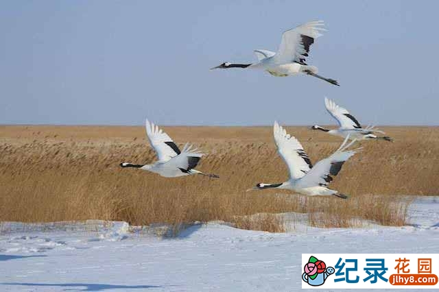 CCTV央视自然生物纪录片《丹顶鹤》全2集 720P/1080i高清纪录片百度云下载插图 CCTV央视自然生物纪录片《丹顶鹤》全2集 720P/1080i高清纪录片百度云下载