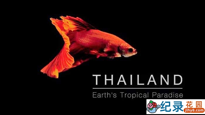 BBC自然生态纪录片《泰国:地球上的热带天堂 Thailand: Earth’s Tropical Paradise》全3集 720P/1080i高清纪录片百度云下载插图 BBC自然生态纪录片《泰国:地球上的热带天堂 Thailand: Earth’s Tropical Paradise》全3集 720P/1080i高清纪录片百度云下载