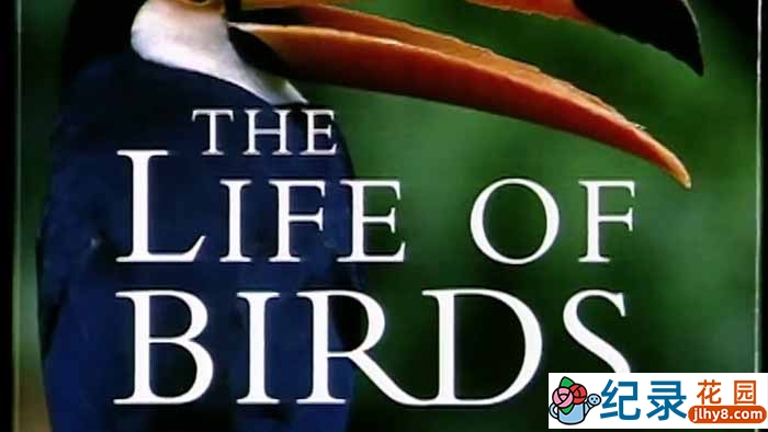 BBC自然生态纪录片《野鸟世界 The Life Of Birds》全10集 标清纪录片百度云下载插图 BBC自然生态纪录片《野鸟世界 The Life Of Birds》全10集 标清纪录片百度云下载