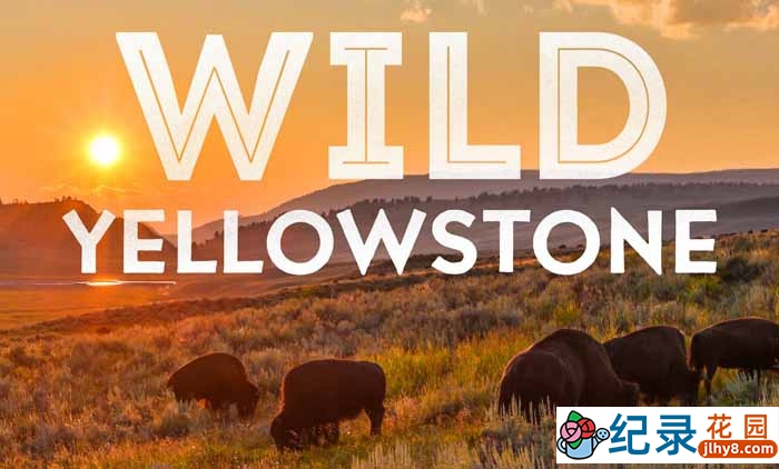 国家地理自然生态纪录片《野性黄石公园 Wild Yellowstone》全2集 720P/1080i高清纪录片百度云下载插图 国家地理自然生态纪录片《野性黄石公园 Wild Yellowstone》全2集 720P/1080i高清纪录片百度云下载