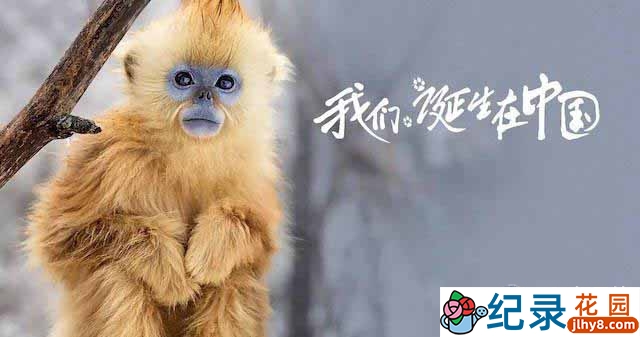 迪斯尼自然生态纪录片《我们诞生在中国 Born in China》全1集 720P/1080i高清纪录片百度云下载插图 迪斯尼自然生态纪录片《我们诞生在中国 Born in China》全1集 720P/1080i高清纪录片百度云下载
