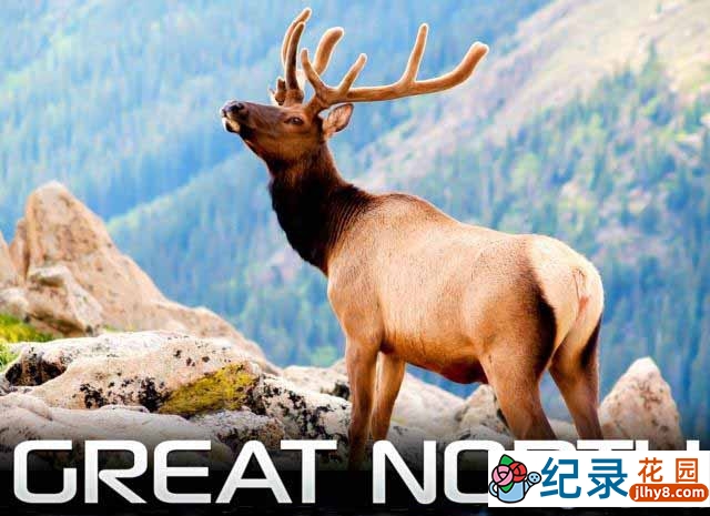 IMAX自然生态纪录片《大北方 Great North》全1集 720P/1080i高清纪录片百度云下载插图 IMAX自然生态纪录片《大北方 Great North》全1集 720P/1080i高清纪录片百度云下载