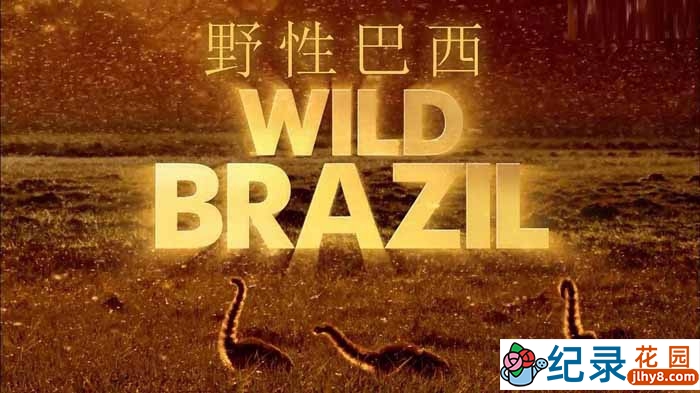 BBC自然生态纪录片《野性巴西 Wild Brazil》全3集 720P/1080i高清纪录片资源百度云盘下载插图 BBC自然生态纪录片《野性巴西 Wild Brazil》全3集 720P/1080i高清纪录片资源百度云盘下载