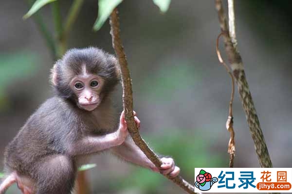 BBC自然生态纪录片《野性日本 Wildes Japan》全2集 720P/1080i高清纪录片百度云插图1 BBC自然生态纪录片《野性日本 Wildes Japan》全2集 720P/1080i高清纪录片百度云