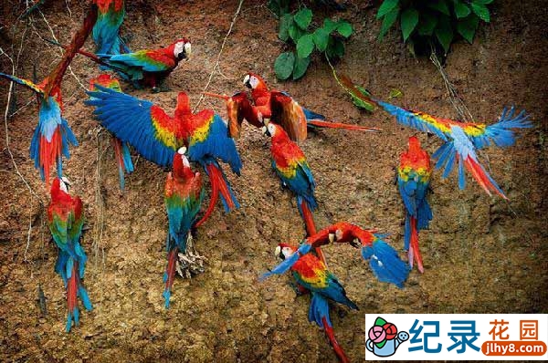 BBC自然生态纪录片《鸟瞰地球 Earthflight》全6集 720P/1080i高清纪录片资源百度云盘下载插图3 BBC自然生态纪录片《鸟瞰地球 Earthflight》全6集 720P/1080i高清纪录片资源百度云盘下载