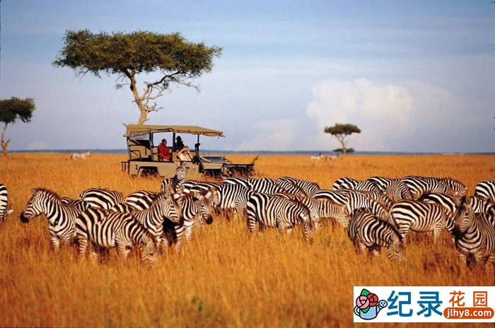 CCTV央视自然生态纪录片《魅力肯尼亚 Glamorous Kenya》全3集 720P/1080i高清纪录片百度云插图2 CCTV央视自然生态纪录片《魅力肯尼亚 Glamorous Kenya》全3集 720P/1080i高清纪录片百度云