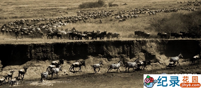 CCTV央视自然生态纪录片《魅力肯尼亚 Glamorous Kenya》全3集 720P/1080i高清纪录片百度云插图3 CCTV央视自然生态纪录片《魅力肯尼亚 Glamorous Kenya》全3集 720P/1080i高清纪录片百度云