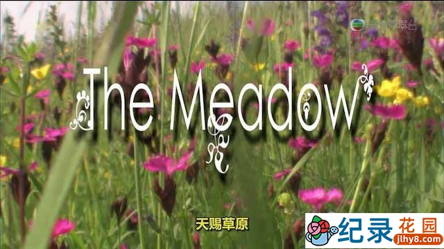 自然生态纪录片《天赐草原 The Meadow》全1集中字 纪录片资源百度云盘下载 720P/MKV/2.52G插图 自然生态纪录片《天赐草原 The Meadow》全1集中字 纪录片资源百度云盘下载 720P/MKV/2.52G