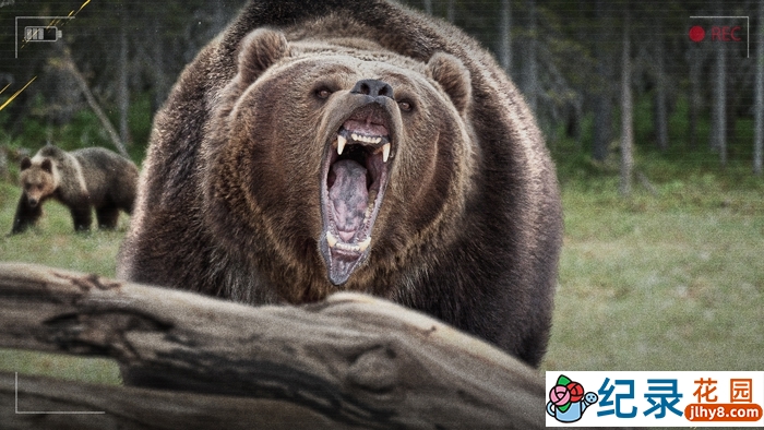 难以置信的灾害纪录片《狂野大自然》第1季中字 1080P高清自媒体解说素材百度云盘下载插图 难以置信的灾害纪录片《狂野大自然》第1季中字 1080P高清自媒体解说素材百度云盘下载