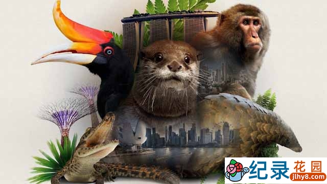 自然生态纪录片《野性新加坡》全3集中字 1080P纪录片资源百度云盘下载插图 自然生态纪录片《野性新加坡》全3集中字 1080P纪录片资源百度云盘下载