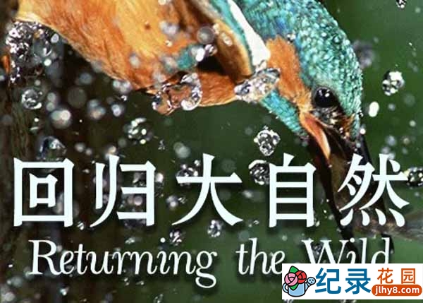 央视自然生态纪录片《回归大自然 Returning the Wild》全3集 TS/蓝光高清纪录片资源百度云盘下载插图 央视自然生态纪录片《回归大自然 Returning the Wild》全3集 TS/蓝光高清纪录片资源百度云盘下载