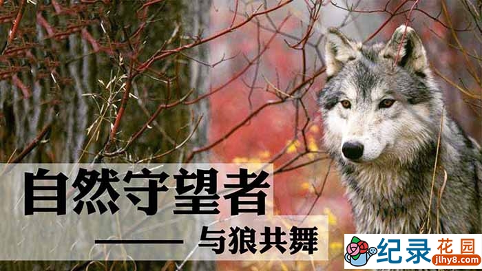 央视濒危物种保护纪录片《自然守望者》第5季 TS/蓝光高清纪录片资源百度云盘下载插图 央视濒危物种保护纪录片《自然守望者》第5季 TS/蓝光高清纪录片资源百度云盘下载