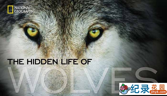 国家地理自然生态纪录片《群恶狼谷 In the Valley of the Wolves》全1集中字 720P/1080i高清纪录片资源百度云盘下载插图 国家地理自然生态纪录片《群恶狼谷 In the Valley of the Wolves》全1集中字 720P/1080i高清纪录片资源百度云盘下载