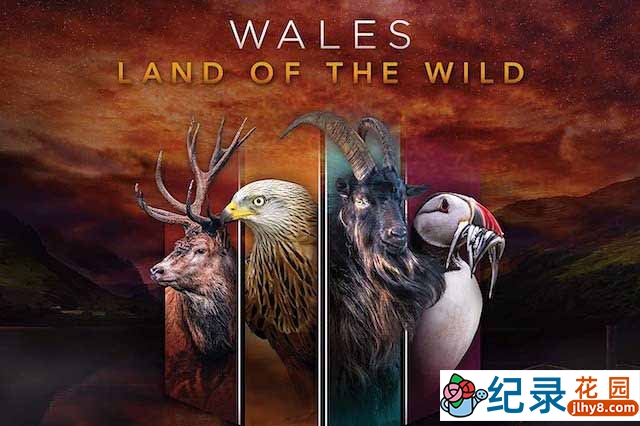 BBC自然生态纪录片《威尔士:狂野大地/野性威尔斯 Wales: Land of the Wild》全4集原版 720P/1080i高清纪录片资源百度云盘下载插图 BBC自然生态纪录片《威尔士:狂野大地/野性威尔斯 Wales: Land of the Wild》全4集原版 720P/1080i高清纪录片资源百度云盘下载