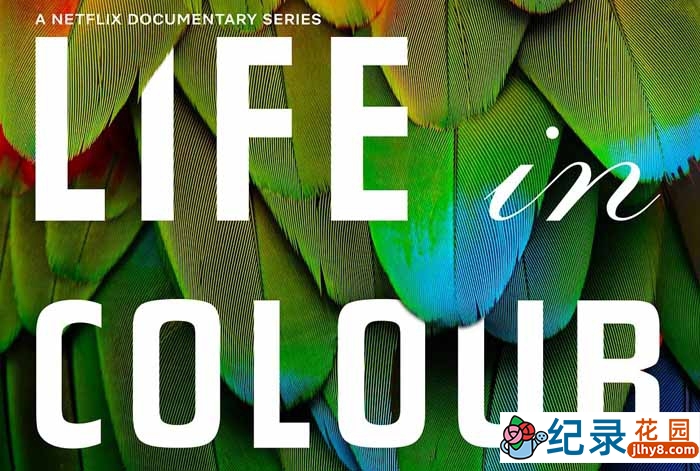 BBC自然生态纪录片《生命之色 Life In Colour》全3集中字 720P/1080i高清纪录片资源百度云盘下载插图 BBC自然生态纪录片《生命之色 Life In Colour》全3集中字 720P/1080i高清纪录片资源百度云盘下载
