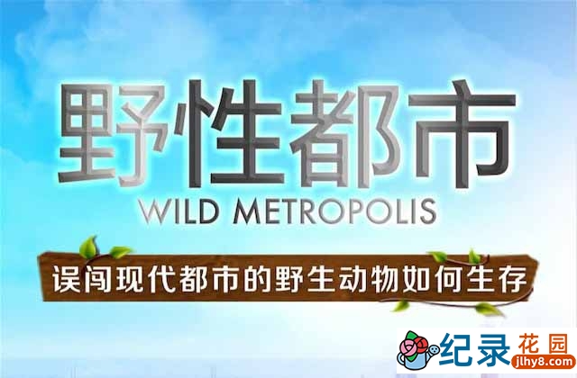 自然生态纪录片《野性都市 Wild Metropolis》全3集中字 720P/1080i高清纪录片资源百度云盘下载插图 自然生态纪录片《野性都市 Wild Metropolis》全3集中字 720P/1080i高清纪录片资源百度云盘下载