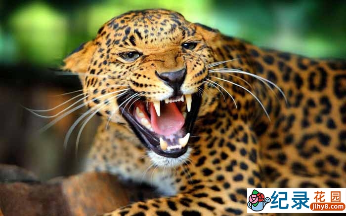 PTS自然生态纪录片《天生赢家》全3集 720P/1080i高清纪录片资源百度云盘下载插图 PTS自然生态纪录片《天生赢家》全3集 720P/1080i高清纪录片资源百度云盘下载