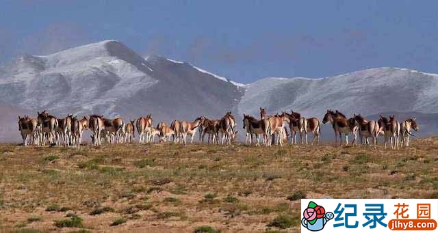 NHK自然地理纪录片《阿尔金:青藏高原的神秘地带 Arjin Tibetan Secret Land》全1集 纪录片资源百度云盘下载 标清/MP4/700M插图 NHK自然地理纪录片《阿尔金:青藏高原的神秘地带 Arjin Tibetan Secret Land》全1集 纪录片资源百度云盘下载 标清/MP4/700M