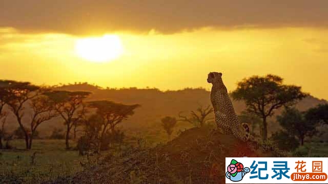 BBC自然生态纪录片《塞伦盖蒂 Serengeti》全6集 720P/1080i高清纪录片资源百度云盘下载插图 BBC自然生态纪录片《塞伦盖蒂 Serengeti》全6集 720P/1080i高清纪录片资源百度云盘下载