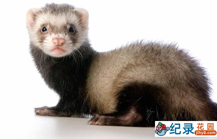 PBS宠物纪录片《宠物貂竞技大赛掠影 Ferrets: The Pursuit of Excellence》全1集原版无字 720P纪录片资源百度云盘下载插图 PBS宠物纪录片《宠物貂竞技大赛掠影 Ferrets: The Pursuit of Excellence》全1集原版无字 720P纪录片资源百度云盘下载