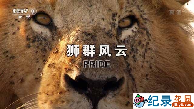 央视捕食者纪录片《狮群风云 Pride》全2集 TS/蓝光高清纪录片资源百度云盘下载插图 央视捕食者纪录片《狮群风云 Pride》全2集 TS/蓝光高清纪录片资源百度云盘下载