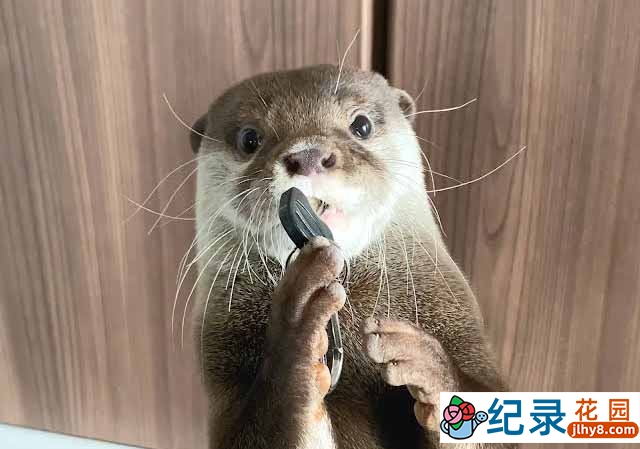 萌宠纪录片《水獭小太郎》第2季原版无字 1080高清自媒体解说素材百度云盘下载插图 萌宠纪录片《水獭小太郎》第2季原版无字 1080高清自媒体解说素材百度云盘下载