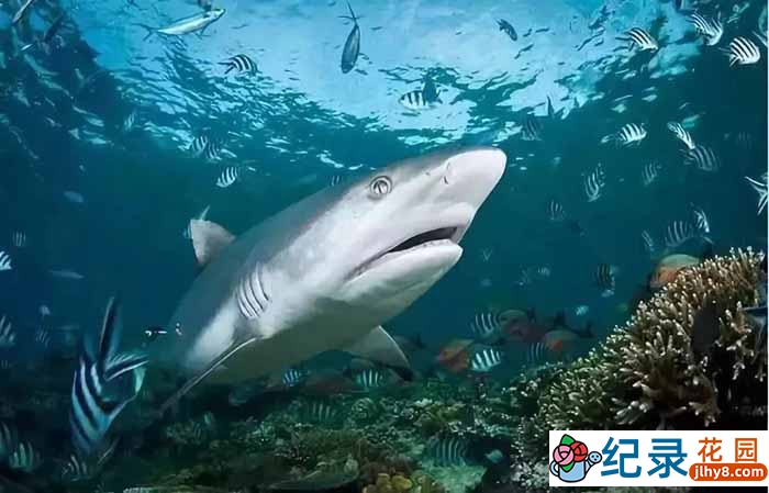 央视海洋生物纪录片《鲨鱼天堂》全1集 TS/蓝光高清纪录片资源百度云盘下载插图 央视海洋生物纪录片《鲨鱼天堂》全1集 TS/蓝光高清纪录片资源百度云盘下载