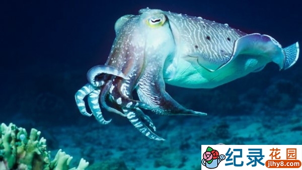 翡翠台生物研究纪录片《乌贼日记》全1集中字 720P/1080i高清纪录片资源百度云盘下载插图 翡翠台生物研究纪录片《乌贼日记》全1集中字 720P/1080i高清纪录片资源百度云盘下载