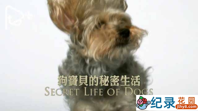 PTS公视宠物纪录片《狗宝贝的秘密生活 Secret Life of Dogs》全3集中字 720P/1080i高清纪录片资源百度云盘下载插图 PTS公视宠物纪录片《狗宝贝的秘密生活 Secret Life of Dogs》全3集中字 720P/1080i高清纪录片资源百度云盘下载