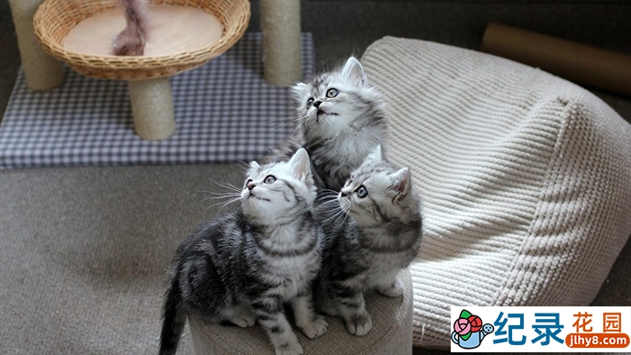 BBC萌宠纪录片《小猫的秘密 The Secret Life of Puppies and Kittens》全2集中字 标清纪录片资源百度云盘下载插图 BBC萌宠纪录片《小猫的秘密 The Secret Life of Puppies and Kittens》全2集中字 标清纪录片资源百度云盘下载