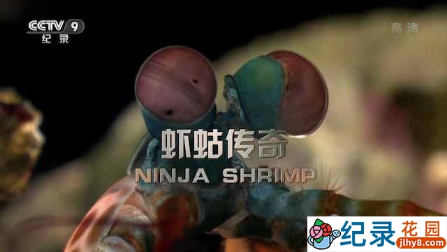 央视皮皮虾纪录片《虾蛄传奇 Ninja Shrimp》全1集 720P/1080i高清纪录片资源百度云盘下载插图 央视皮皮虾纪录片《虾蛄传奇 Ninja Shrimp》全1集 720P/1080i高清纪录片资源百度云盘下载