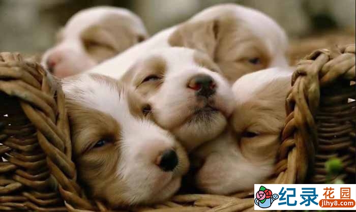 宠物纪录片《萌宠成长记 Too Cute》第二季 720P/1080i纪录片资源百度云盘下载插图 宠物纪录片《萌宠成长记 Too Cute》第二季 720P/1080i纪录片资源百度云盘下载