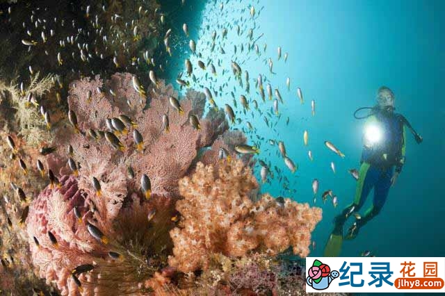 探索频道海洋生态纪录片《珊瑚大三角 The Coral Triangle》全3集 720P/1080i高清纪录片资源百度云盘下载插图 探索频道海洋生态纪录片《珊瑚大三角 The Coral Triangle》全3集 720P/1080i高清纪录片资源百度云盘下载