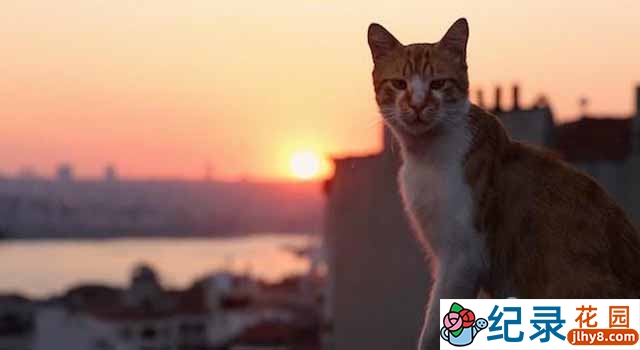 萌宠纪录片《伊斯坦布尔的猫 Kedi》全1集 720P/1080i高清纪录片百度云下载插图 萌宠纪录片《伊斯坦布尔的猫 Kedi》全1集 720P/1080i高清纪录片百度云下载