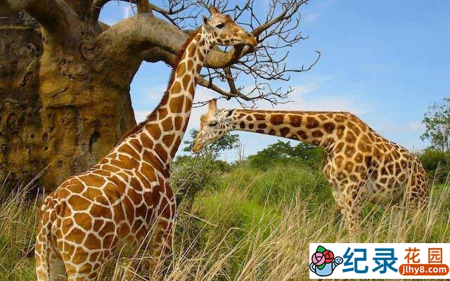 BBC生命探索纪录片《长颈鹿:非洲的温柔巨人 Giraffes: Africa’s Gentle Giants》全1集 标清纪录片百度云下载插图 BBC生命探索纪录片《长颈鹿:非洲的温柔巨人 Giraffes: Africa’s Gentle Giants》全1集 标清纪录片百度云下载