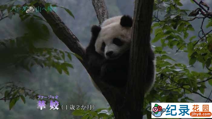 NHK生命探索纪录片《熊猫回归山林 野放全记录》全1集 720P/1080i高清纪录片百度云下载插图 NHK生命探索纪录片《熊猫回归山林 野放全记录》全1集 720P/1080i高清纪录片百度云下载