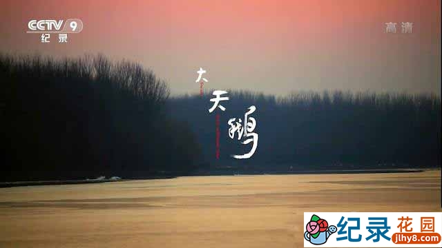 CCTV央视野生鸟类纪录片《大天鹅》全1集 720P/1080i高清纪录片百度云下载插图 CCTV央视野生鸟类纪录片《大天鹅》全1集 720P/1080i高清纪录片百度云下载