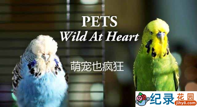 BBC萌宠纪录片《宠物:内心狂野 Pets Wild At Heart》全2集 720P/1080i高清纪录片百度云下载插图 BBC萌宠纪录片《宠物:内心狂野 Pets Wild At Heart》全2集 720P/1080i高清纪录片百度云下载