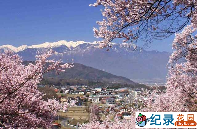 音乐风景纪录片《实境之旅怀之樱 Virtual Trip Sakura Nostalgia》全1集 720P/1080i高清纪录片百度云下载插图 音乐风景纪录片《实境之旅怀之樱 Virtual Trip Sakura Nostalgia》全1集 720P/1080i高清纪录片百度云下载