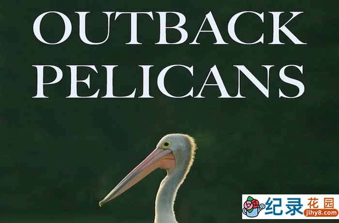 PBS自然生态纪录片《内陆鹈鹕 Outback Pelicans》全1集 720P/1080i纪录片资源百度云盘下载插图 PBS自然生态纪录片《内陆鹈鹕 Outback Pelicans》全1集 720P/1080i纪录片资源百度云盘下载