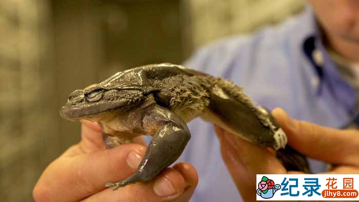 BBC科学揭秘纪录片《自然界最怪异的事件 Natures Weirdest Events》第5季 720P/1080i高清纪录片百度云插图 BBC科学揭秘纪录片《自然界最怪异的事件 Natures Weirdest Events》第5季 720P/1080i高清纪录片百度云